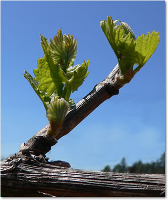 vineyard after rain